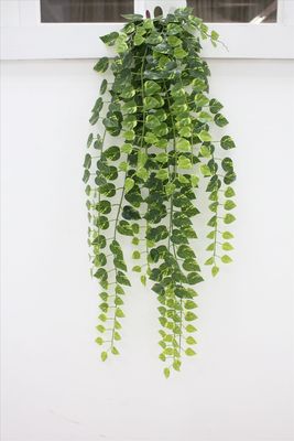 豬心萬年青+白網葉壁掛