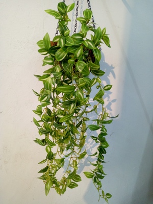 眼眉葉+映山紅壁掛