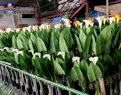 家居辦公室 仿真馬蹄蓮