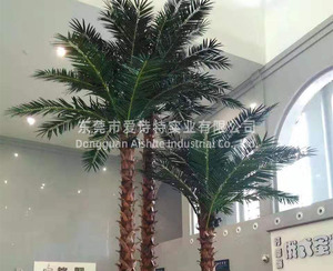 云南昆明城市公园广场保鲜椰子树造景