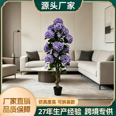紫花绣球盆景高度1.5米