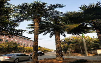 中東仿真海藻樹