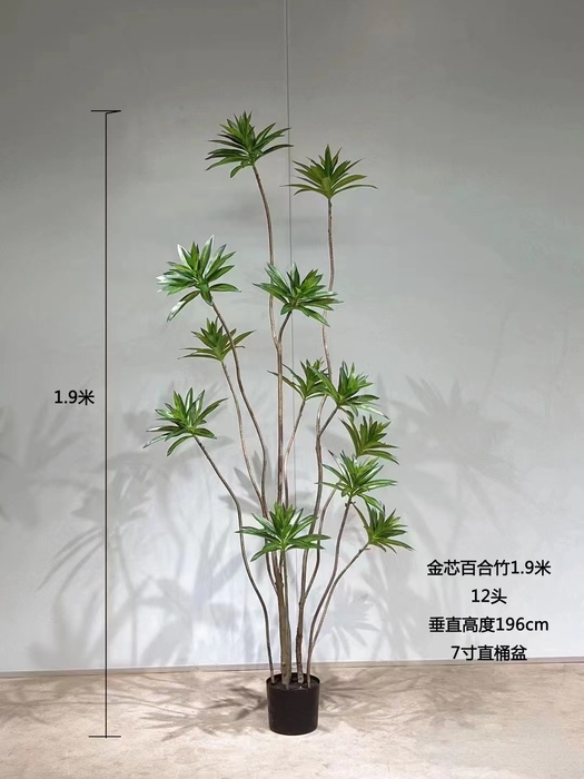金心百合竹，金邊百合竹