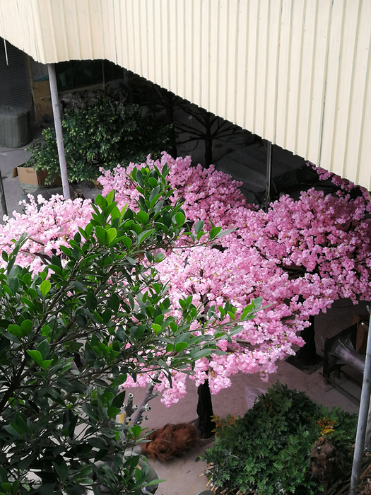 粉櫻花