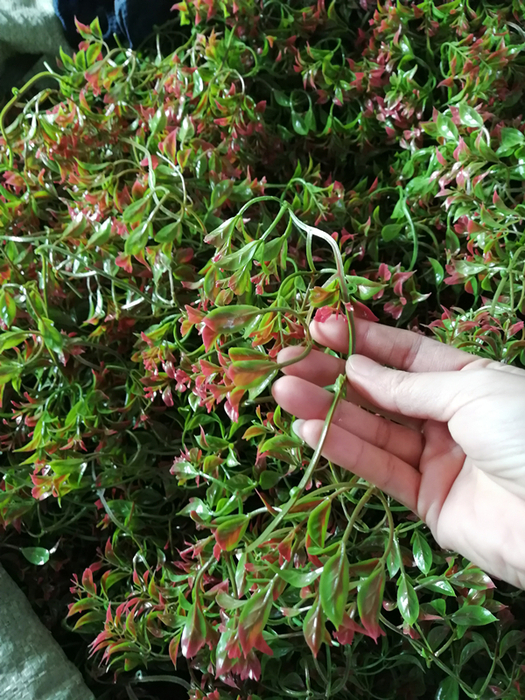 防火辣椒葉草皮