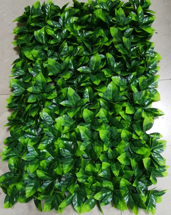 防曬大茶葉草皮