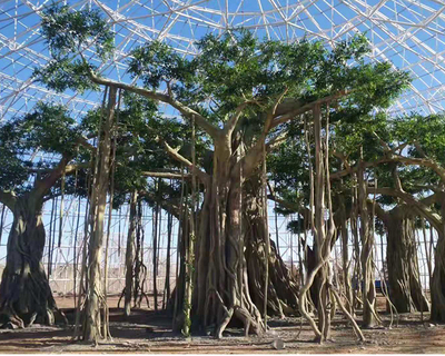 仿真古榕树林