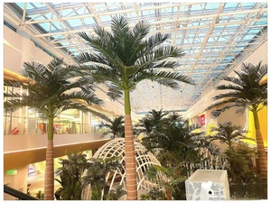 新疆商业大王椰子树