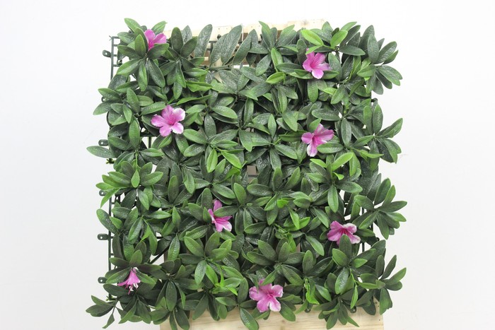 百合花草皮