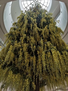 阿波罗树10.6米高