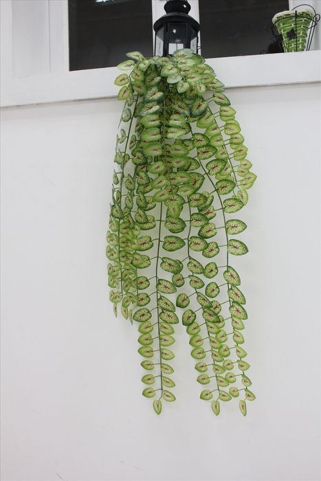 彩芋壁掛