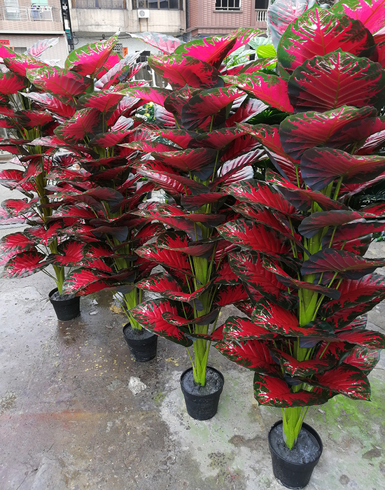 高仿真紅心芋